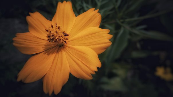 Bloem, Oranje, Natuur, Plantaardige