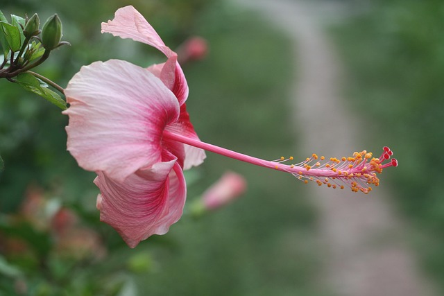 Free Flower Thailand photo and picture