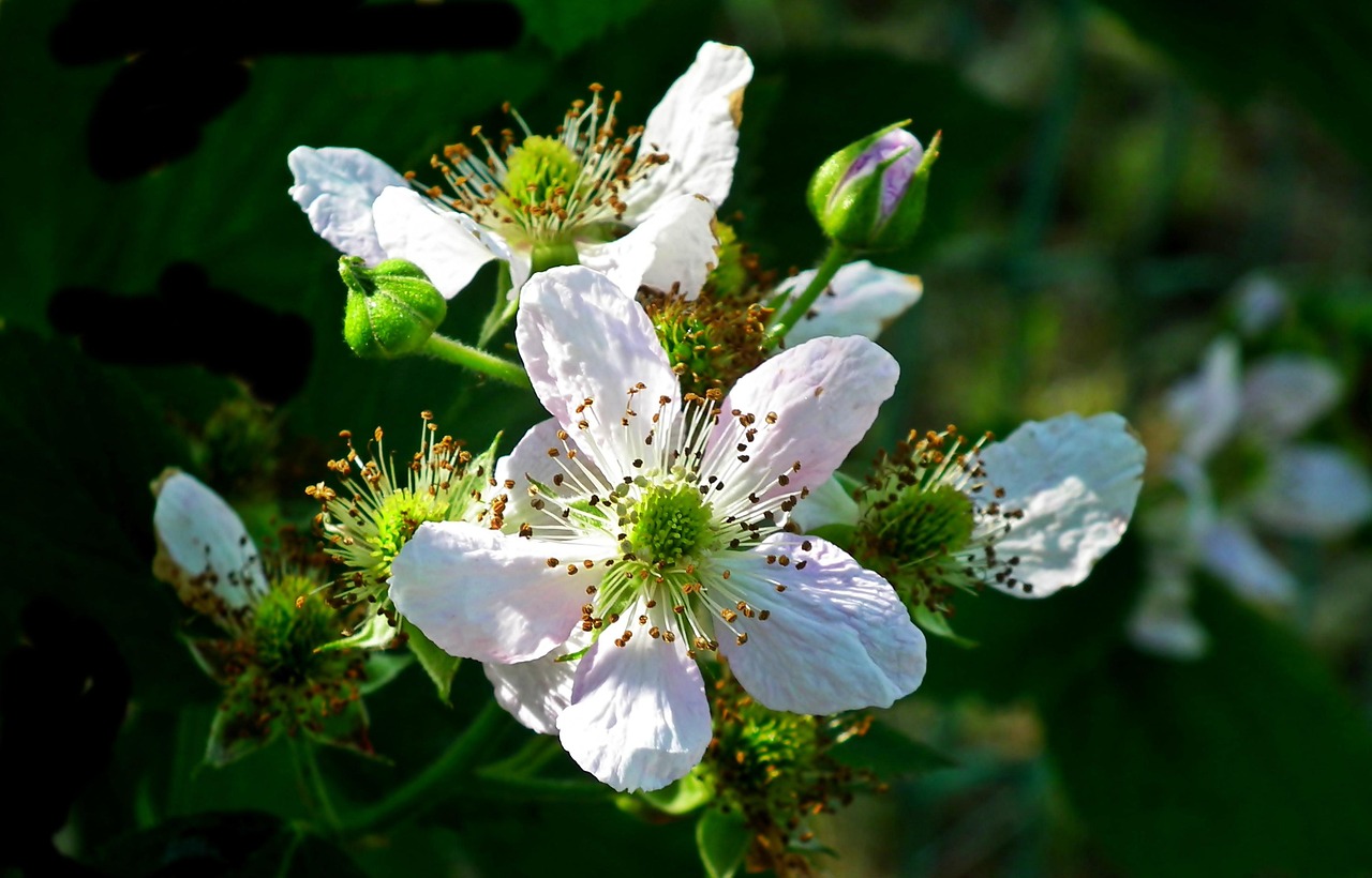 Blackberry Flowers Fruit Free photo on Pixabay Pixabay