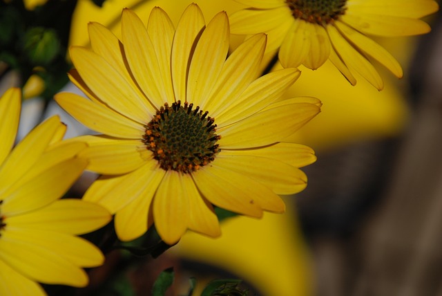 Gänseblümchen, Blume, Gelb, Blüte, Natur