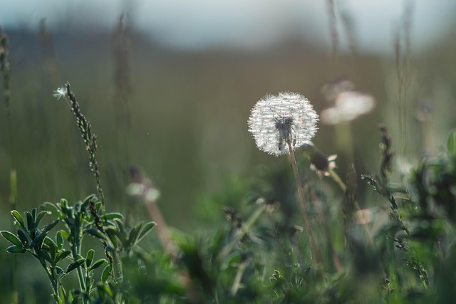 Free Dandelion Flower photo and picture