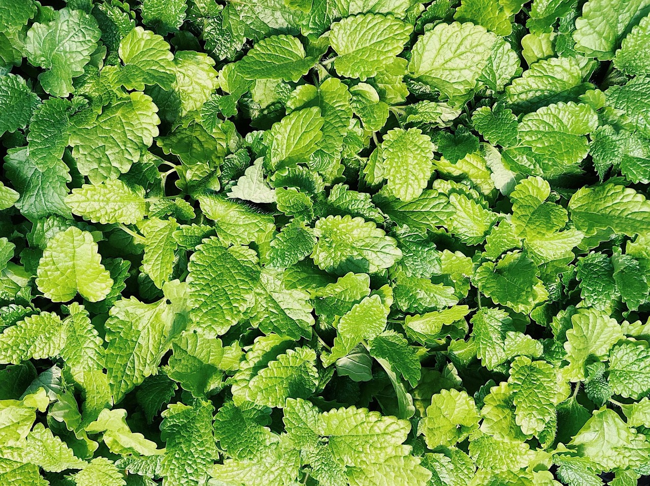 Mint Herb Plant Free photo on Pixabay Pixabay