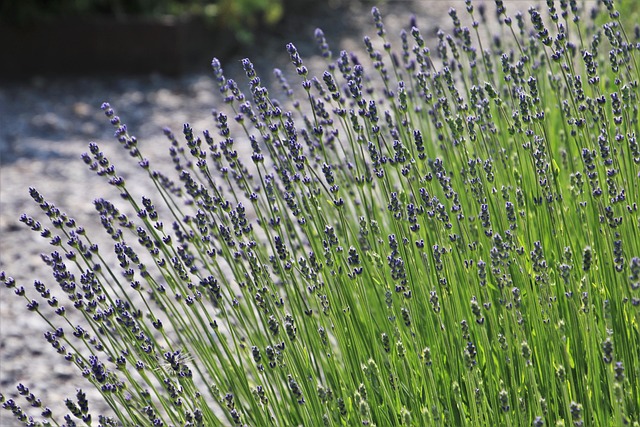 Download free HD stock image of Lavender Fields Provence Free Lavender Fields Provence photo and picture