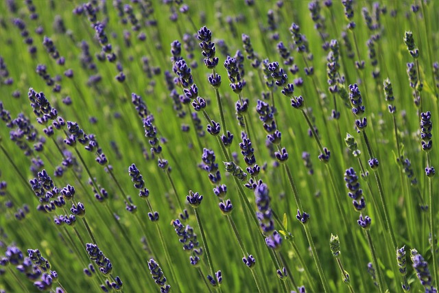 Download free HD stock image of Lavender The Smell Of Free Lavender The Smell Of photo and picture