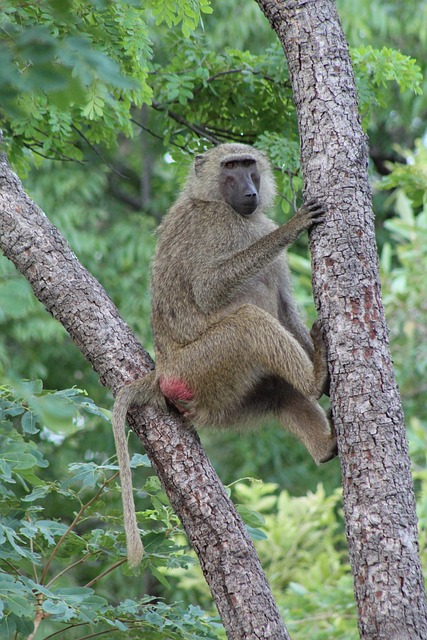 Pavian, Mole National Park, Ghana, Tiere