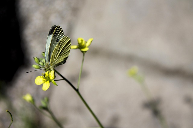 Free Butterfly Yellow photo and picture