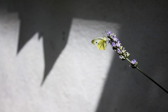Free Butterfly Yellow photo and picture