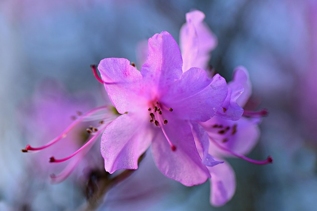 Azalea Flower Shrub - Free photo on Pixabay