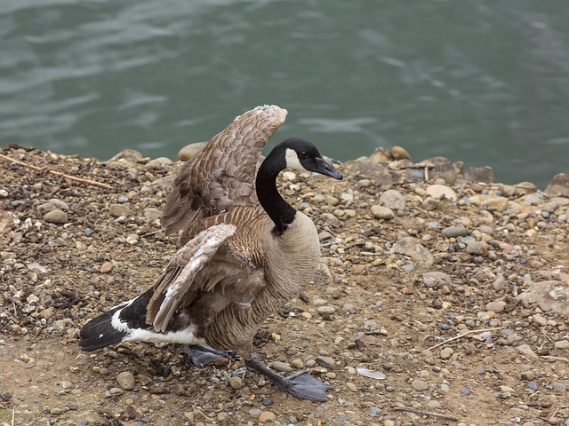 Free Duck Bird photo and picture