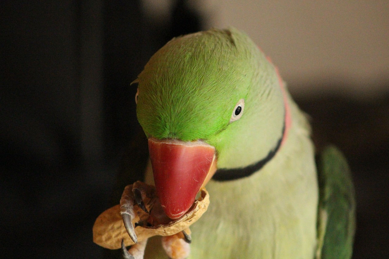 Burung Beo Hijau - Foto gratis di Pixabay - Pixabay