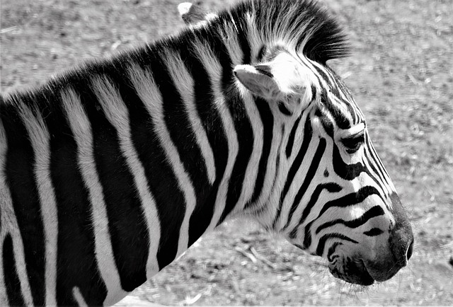Free Zebra Africa photo and picture