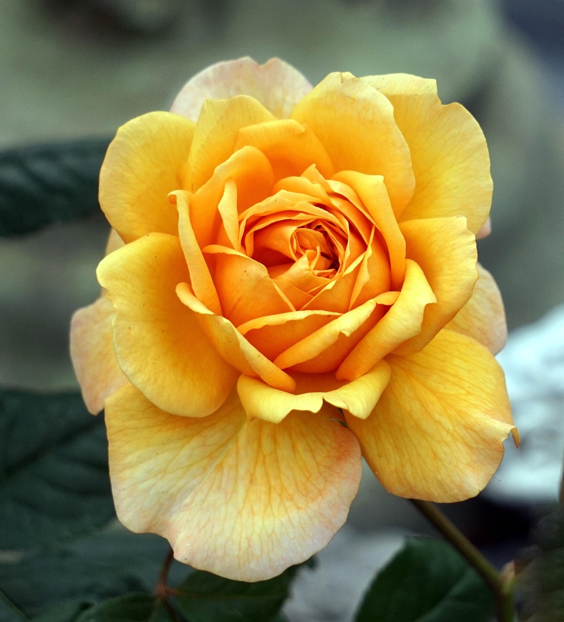More than 4,000 Yellow Rose Wallpapers [HD] - Pixabay