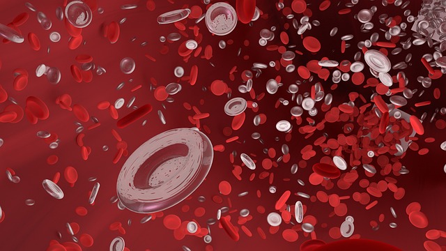 Free Red Blood Cell Vessel photo and picture