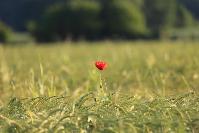 single red poppy, barley field, evening, golden hour, nature, outdoor