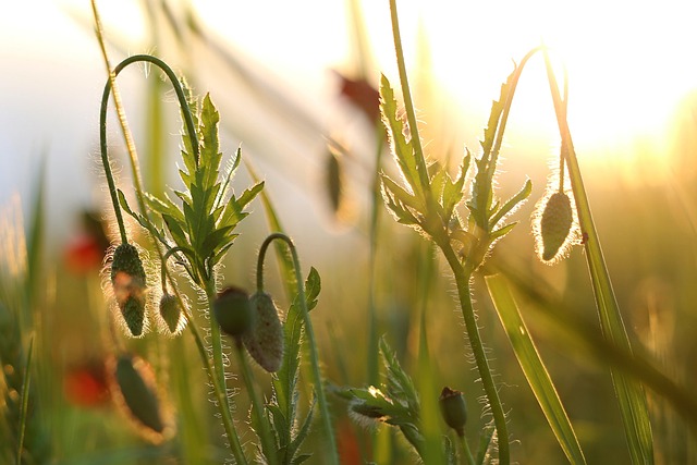 poppy buds, evening, golden hour, meadow, field, spring, nature, outdoor