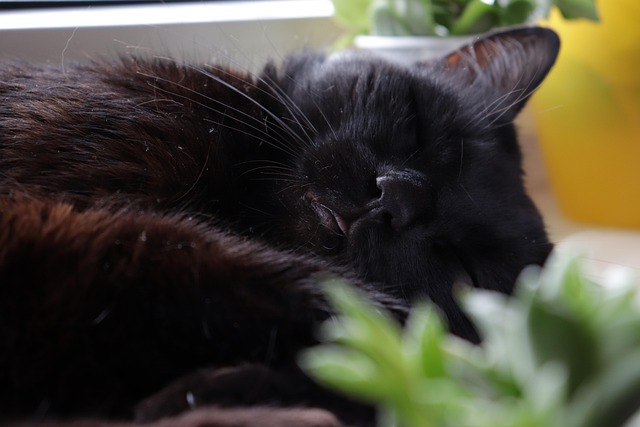 Kat, Sort, Dyr, Pels, Sød, Katte, Sprog