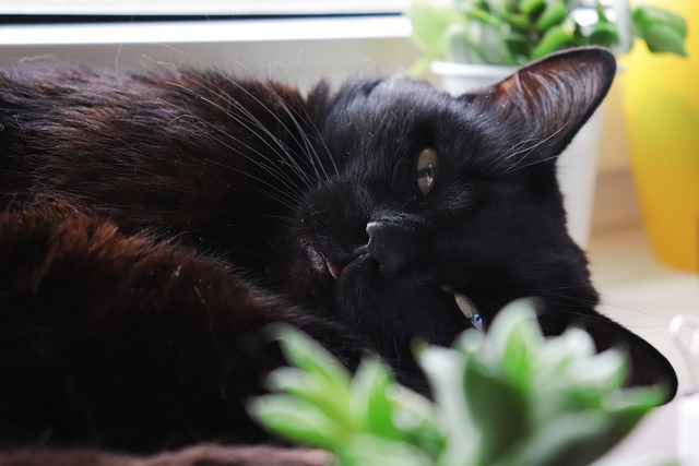 Kat, Sort, Dyr, Pels, Sød, Katte, Sprog