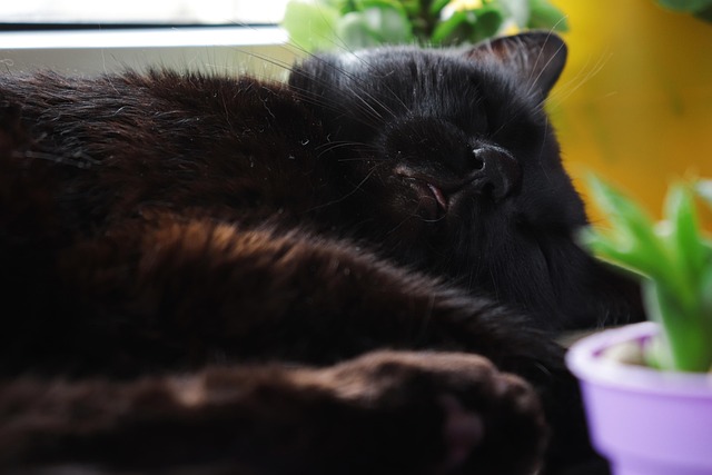 Kat, Sort, Dyr, Pels, Sød, Katte, Sprog