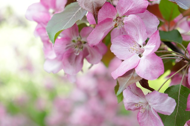 Æble, Blomster, Blomst Baggrund, Forår