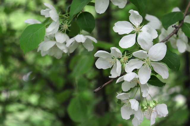 Æble, Blomst Baggrund, Smukke Blomster