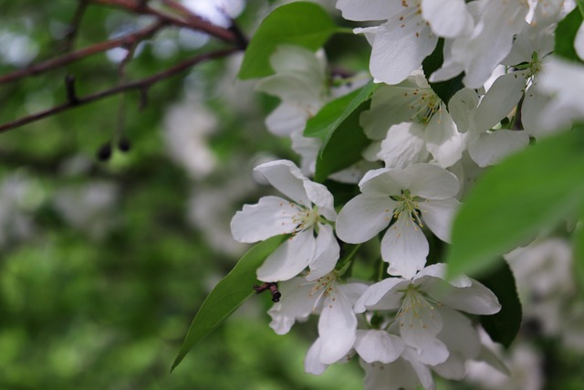Æble, Blomster, Forår, Blomst Baggrund