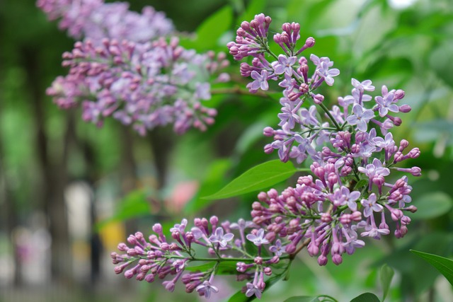 Lilla, Blomst Tapet, Blomstre, Have