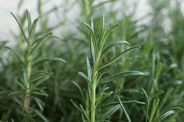 Free Rosemary Herb photo and picture