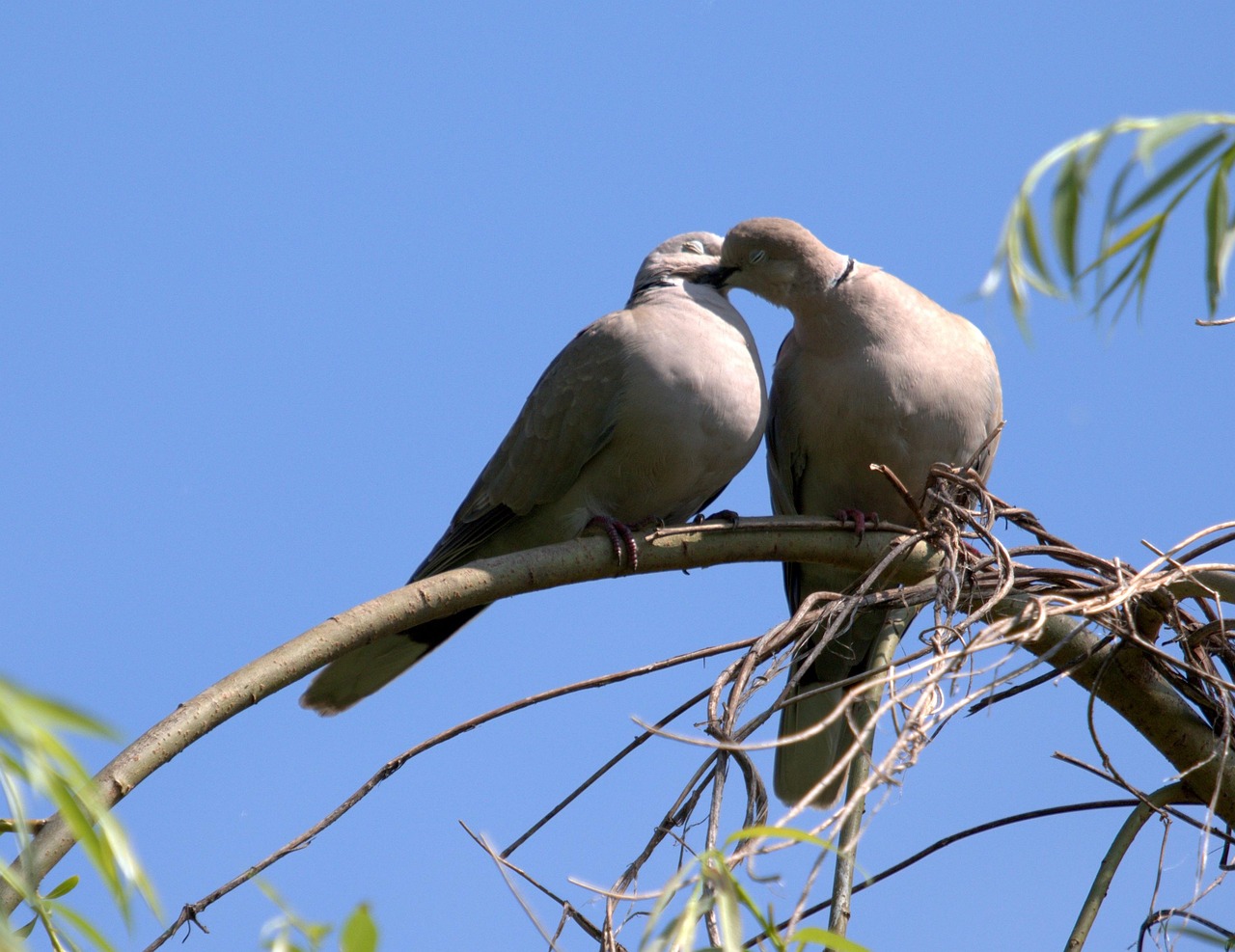 Doves Couple Love Free photo on Pixabay Pixabay