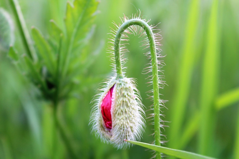 Poppy Close Poppy Closed Red - Free photo on Pixabay