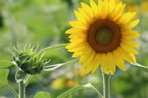 1 000 Free 向日葵 太陽 Sunflower Images
