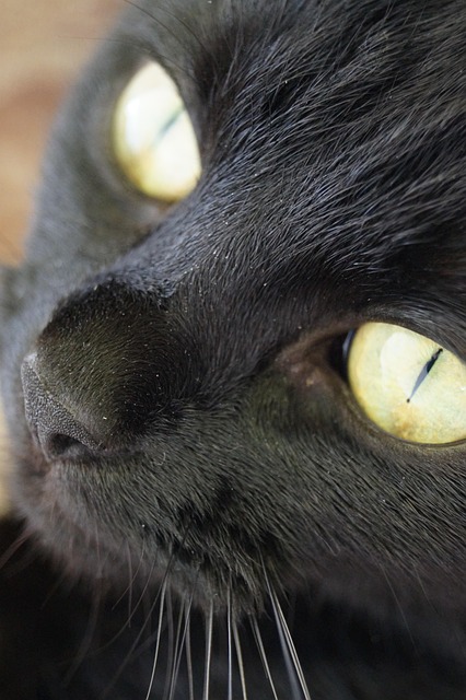 Gato, Negro, Ojos, Retrato, Animal