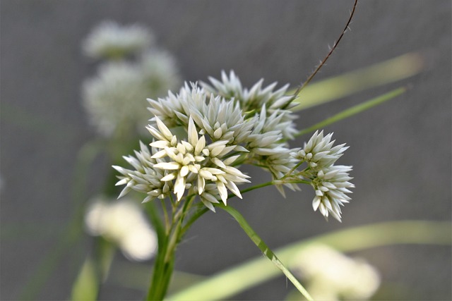 Free Ornamental Grass Nature photo and picture