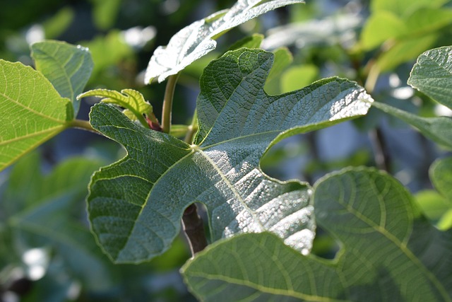 Free Fig Tree Leaves photo and picture