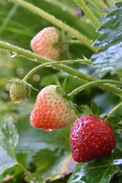 Free Strawberries Nature photo and picture