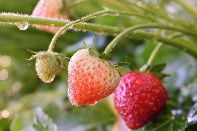 Free Strawberries Nature photo and picture
