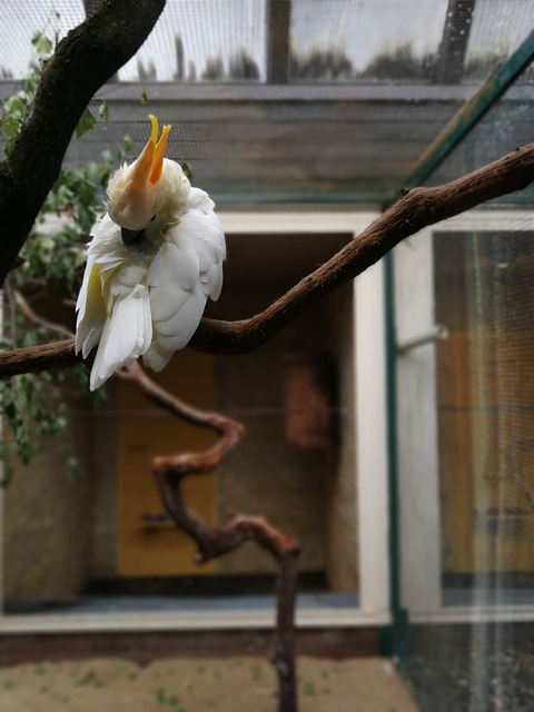 Cacatua, Pássaro, Galho, Animal, Bico