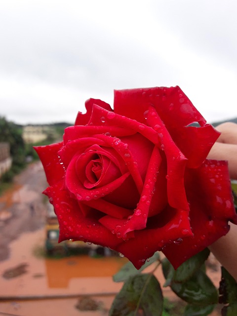 Free Red Rose photo and picture