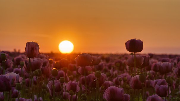 Solnedgang, Østrig, Blue Poppy Field
