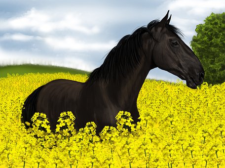 Caballo, Animal, Naturaleza, El Verano