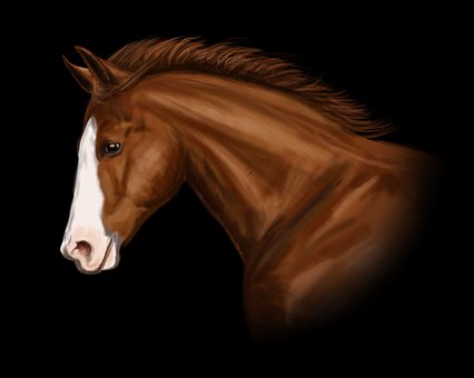 Caballo, Animal, Naturaleza, Caballos