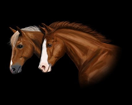 Caballo, Animal, Naturaleza, Caballos