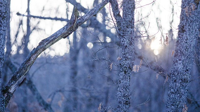 Free Trees Snow photo and picture