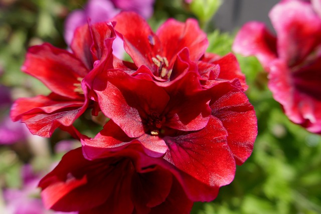 Free Geranium Red photo and picture