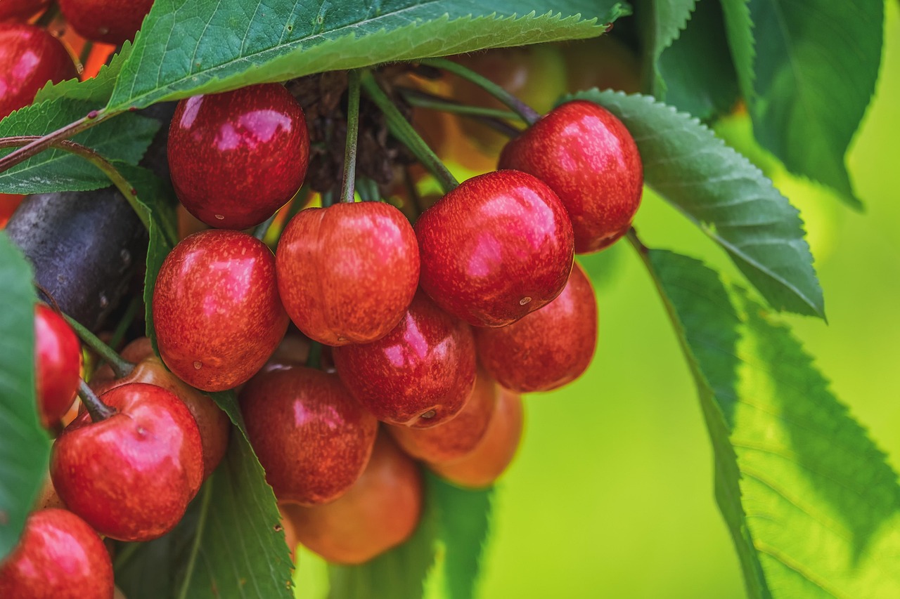 Close-up of ripe red bing cherries clustered on a branch.