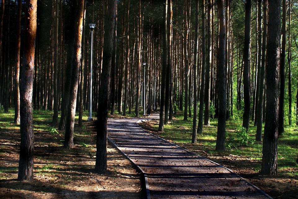 forest-4258584_960_720.jpg