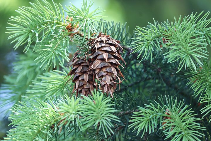 nadelbaum-bilder-kostenlose-bilder-herunterladen-pixabay