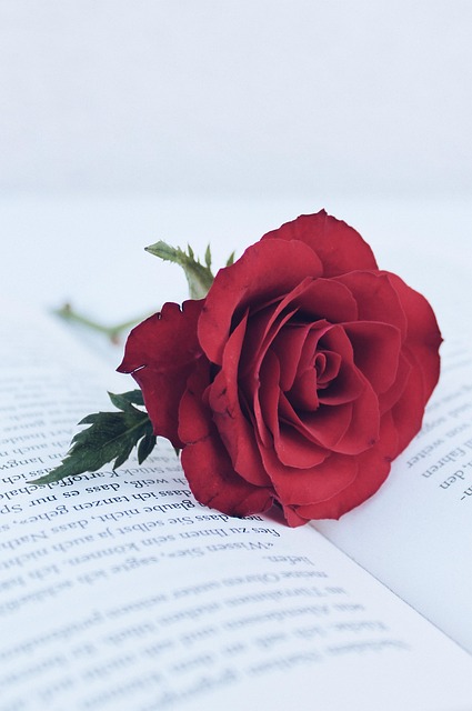 Free Roses Summer photo and picture