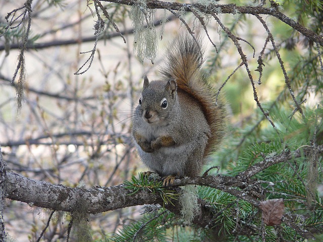 Free Squirrel Red Squirrel photo and picture