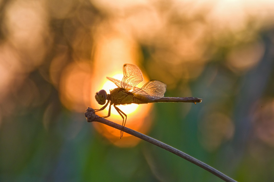 Dragonfly Bokeh Nature - Free photo on Pixabay - Pixabay