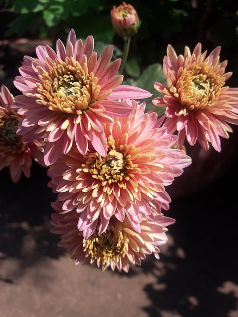 Free Pink Garden photo and picture